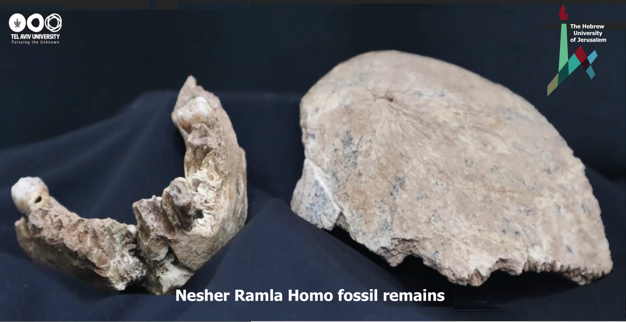 Israel and Stuff » New prehistoric human between Homosapien-Neanderthal ...